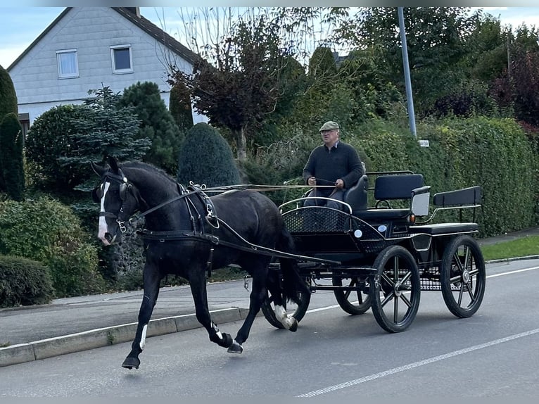 Sang-chaud lourd Hongre 3 Ans 166 cm Noir in Riedlingen