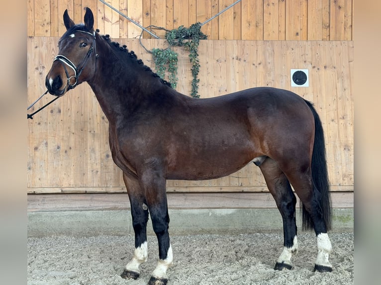 Sang-chaud lourd Hongre 3 Ans 167 cm Bai in Riedlingen