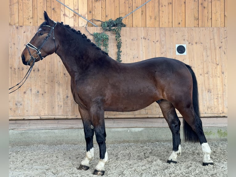 Sang-chaud lourd Hongre 3 Ans 167 cm Bai in Riedlingen