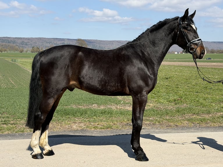 Sang-chaud lourd Hongre 3 Ans 167 cm Bai brun in Riedlingen