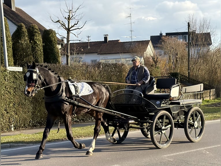 Sang-chaud lourd Hongre 3 Ans 167 cm Bai brun in Riedlingen