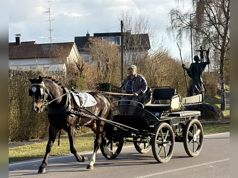 Sang-chaud lourd Hongre 3 Ans 167 cm Bai brun in Riedlingen