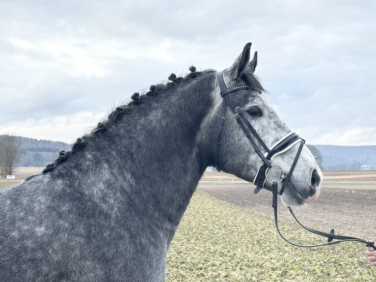 Sang-chaud lourd Hongre 3 Ans 167 cm Gris pommelé in Riedlingen