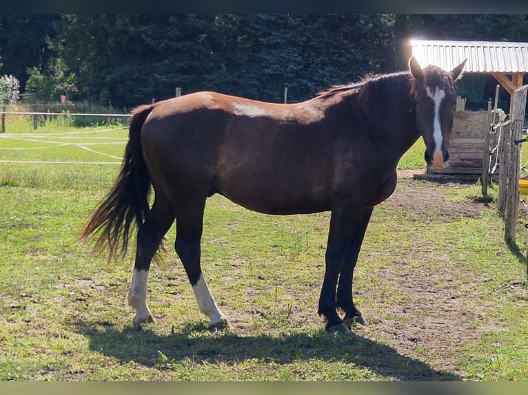 Sang-chaud lourd Hongre 3 Ans 167 cm Noir in Lutherstadt Wittenberg