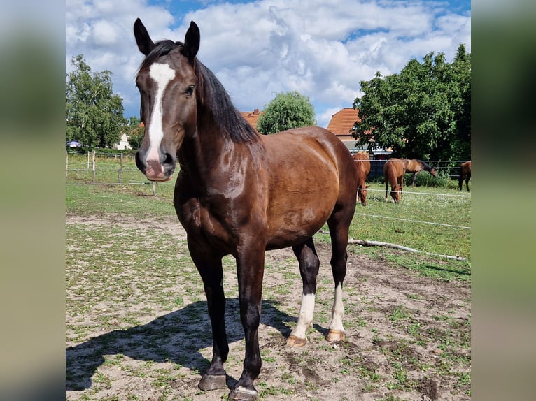 Sang-chaud lourd Hongre 3 Ans 167 cm Noir in Lutherstadt Wittenberg