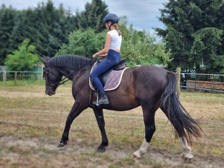 Sang-chaud lourd Hongre 3 Ans 167 cm Noir in Lutherstadt Wittenberg