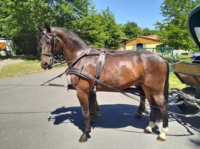 Sang-chaud lourd Hongre 3 Ans 168 cm Bai in Kamenz