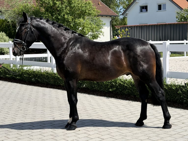 Sang-chaud lourd Hongre 3 Ans 168 cm Bai brun in Riedlingen