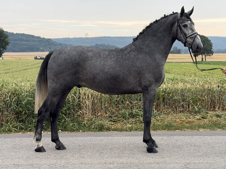 Sang-chaud lourd Hongre 3 Ans 168 cm Gris pommelé in Riedlingen
