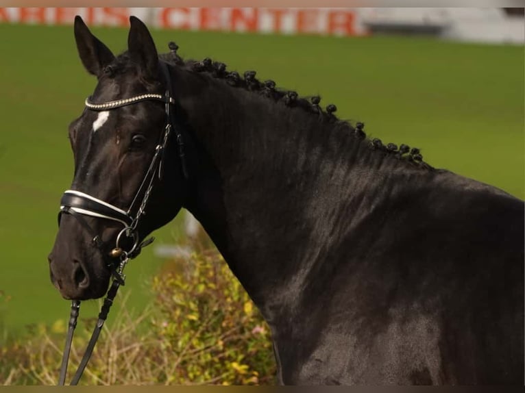 Sang-chaud lourd Hongre 3 Ans 170 cm Noir in Hermsdorf