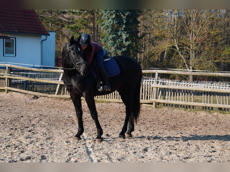 Sang-chaud lourd Hongre 3 Ans 170 cm Noir in Hermsdorf