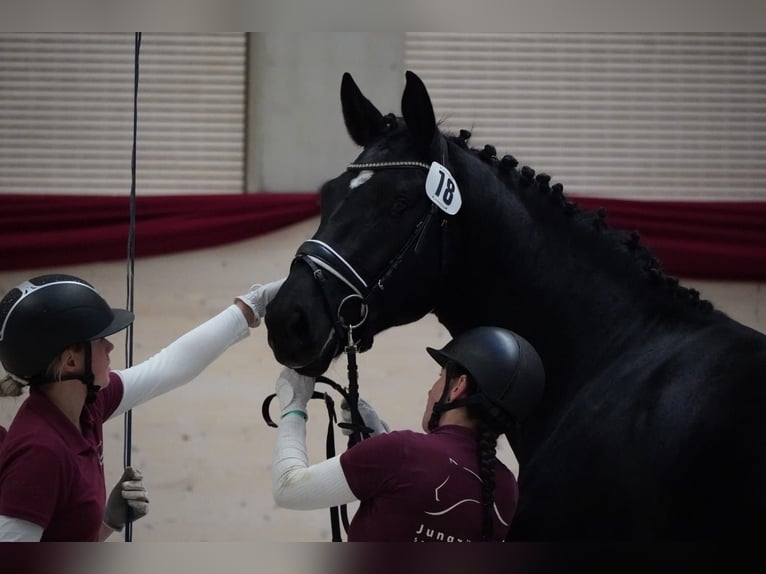 Sang-chaud lourd Hongre 3 Ans 170 cm Noir in Hermsdorf