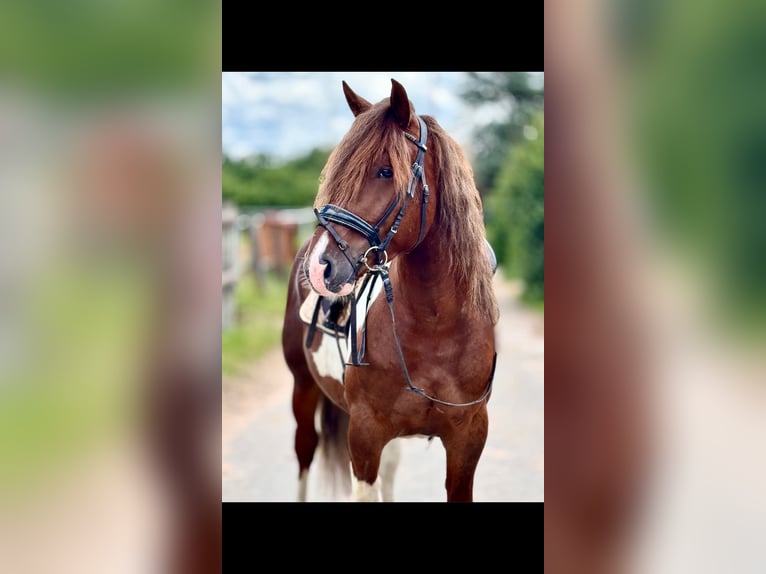 Sang-chaud lourd Hongre 4 Ans 155 cm Pinto in Saarland