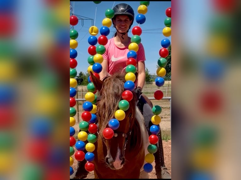 Sang-chaud lourd Hongre 4 Ans 155 cm Pinto in Saarland