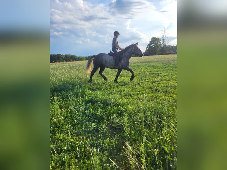 Sang-chaud lourd Croisé Hongre 4 Ans 155 cm Rouan bleu in Fernwald