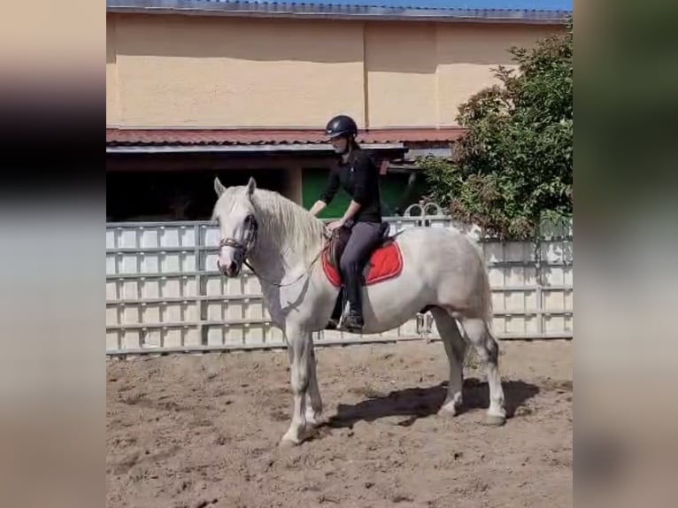 Sang-chaud lourd Hongre 4 Ans 160 cm Gris in Nebra