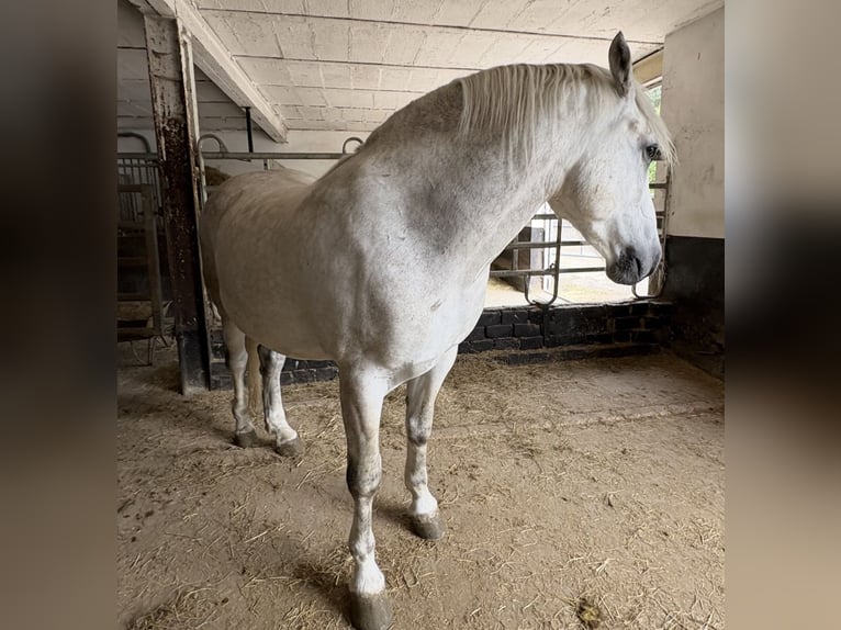 Sang-chaud lourd Hongre 4 Ans 160 cm Gris in Nebra
