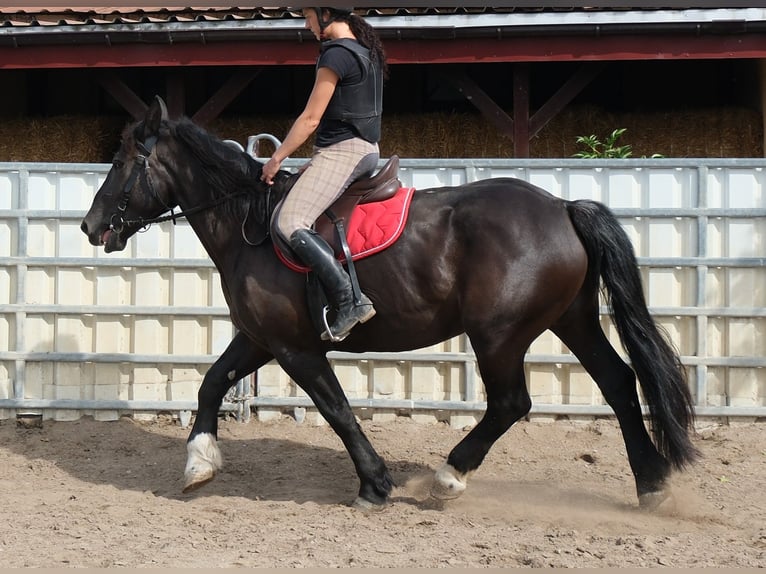 Sang-chaud lourd Croisé Hongre 4 Ans 162 cm Alezan brûlé in Buttstädt