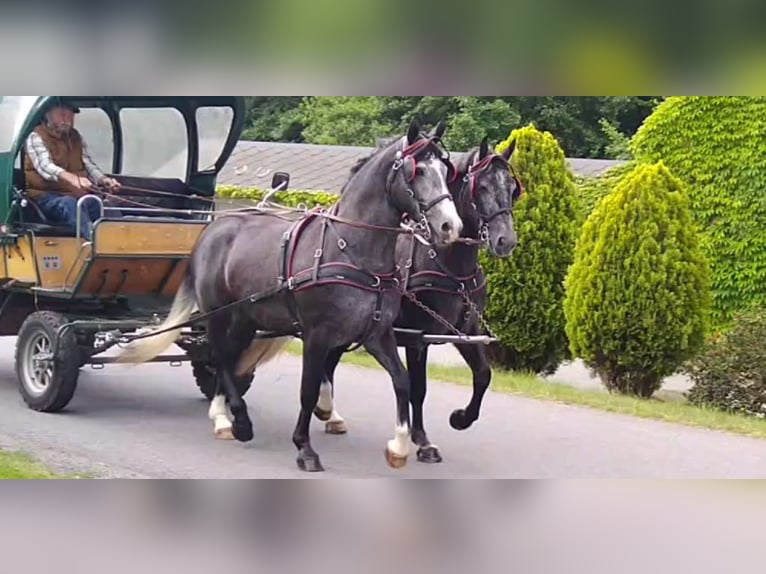 Sang-chaud lourd Hongre 4 Ans 162 cm Gris in Kamenz
