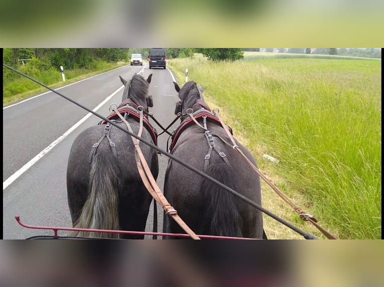 Sang-chaud lourd Hongre 4 Ans 162 cm Gris in Kamenz