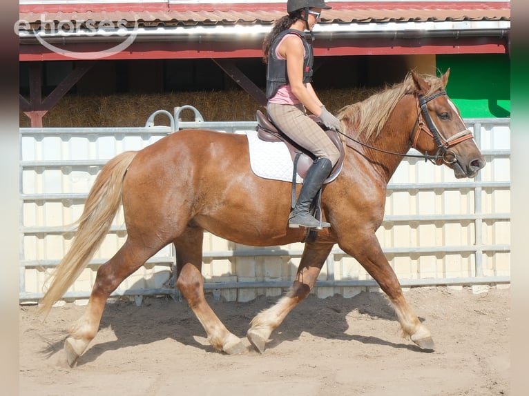 Sang-chaud lourd Croisé Hongre 4 Ans 163 cm Alezan brûlé in Buttstädt