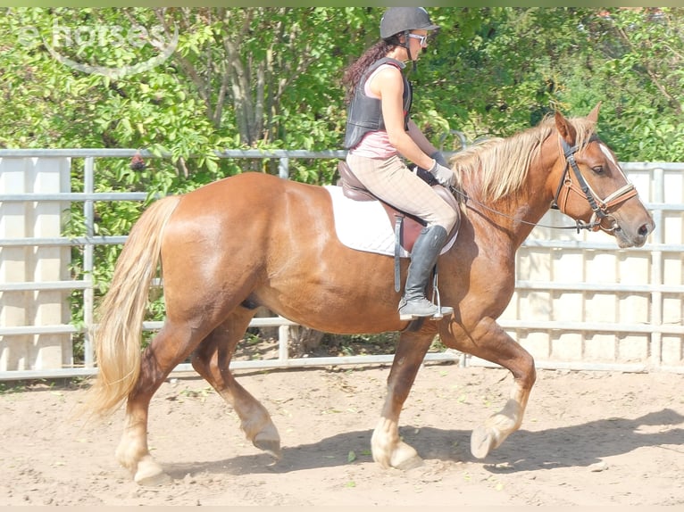 Sang-chaud lourd Croisé Hongre 4 Ans 163 cm Alezan brûlé in Buttstädt