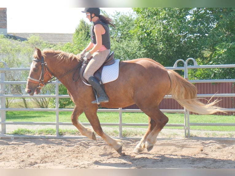 Sang-chaud lourd Croisé Hongre 4 Ans 163 cm Alezan brûlé in Buttstädt