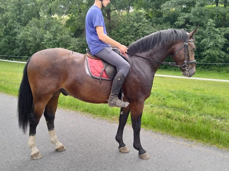 Sang-chaud lourd Hongre 4 Ans 163 cm Bai in Kamenz