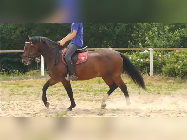 Sang-chaud lourd Hongre 4 Ans 163 cm Bai in Kamenz
