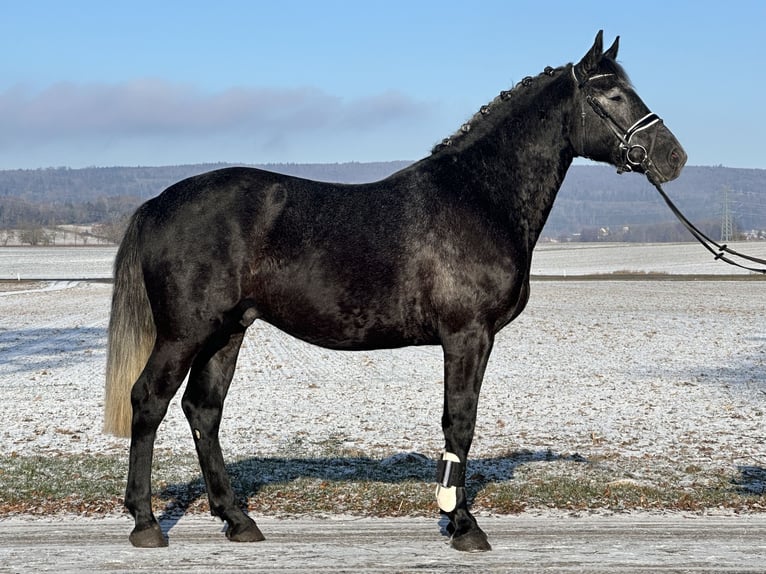 Sang-chaud lourd Hongre 4 Ans 163 cm Gris noir in Riedlingen