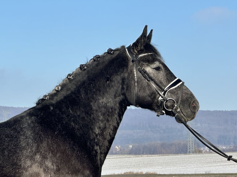 Sang-chaud lourd Hongre 4 Ans 163 cm Gris noir in Riedlingen