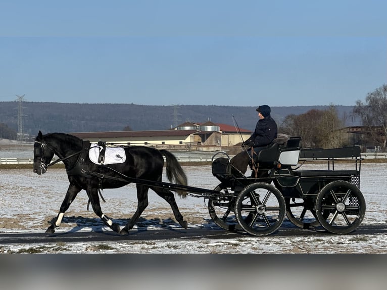 Sang-chaud lourd Hongre 4 Ans 163 cm Gris noir in Riedlingen