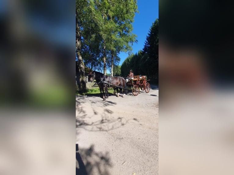Sang-chaud lourd Hongre 4 Ans 165 cm Bai in Ottenschlag