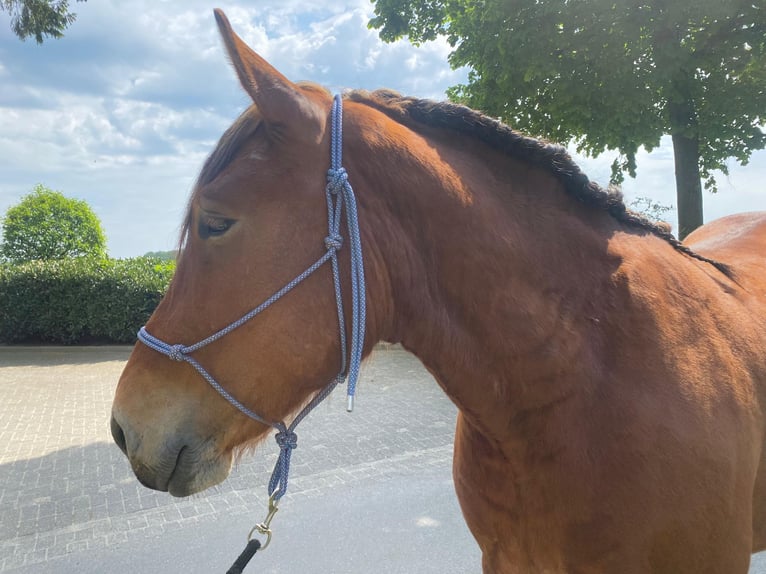 Sang-chaud lourd Hongre 4 Ans 165 cm Bai in Eggermühlen OT Bockraden