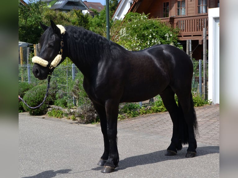 Sang-chaud lourd Croisé Hongre 4 Ans 165 cm Noir in Bretten