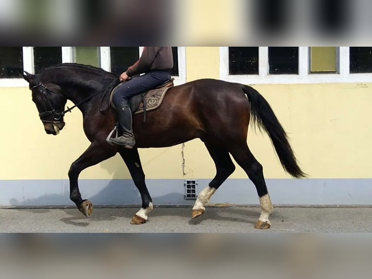 Sang-chaud lourd Hongre 4 Ans 166 cm Bai brun foncé in Kamenz