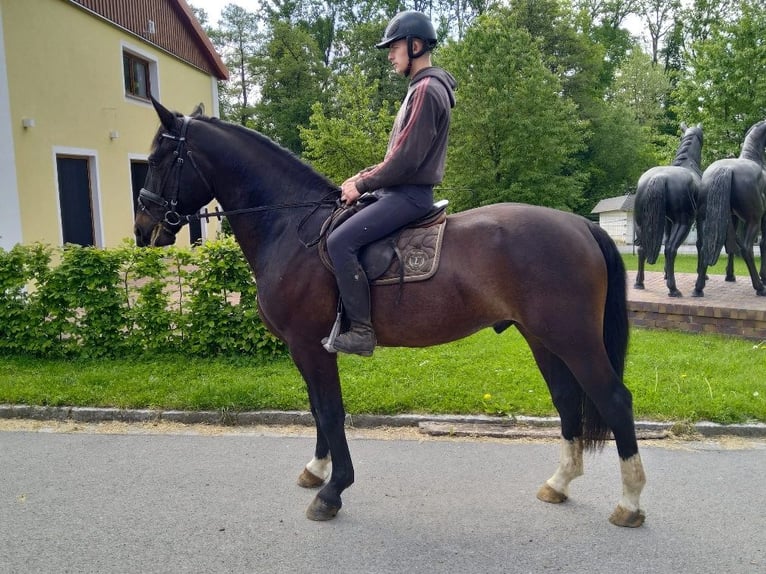 Sang-chaud lourd Hongre 4 Ans 166 cm Bai brun foncé in Kamenz
