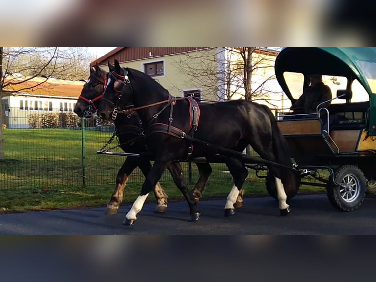 Sang-chaud lourd Hongre 4 Ans 166 cm Noir in Kamenz