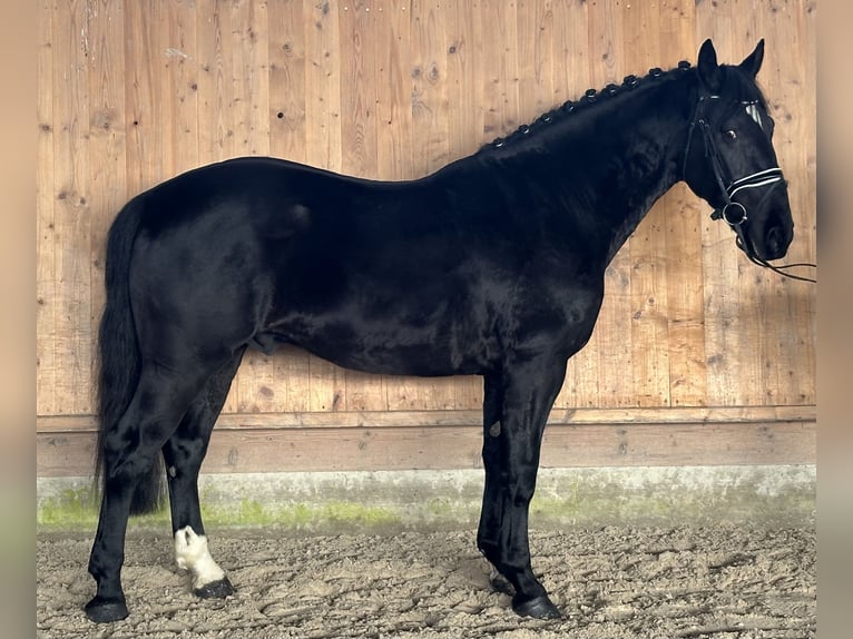 Sang-chaud lourd Hongre 4 Ans 166 cm Noir in Riedlingen