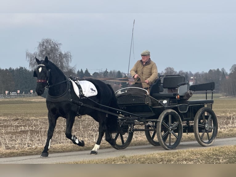 Sang-chaud lourd Hongre 4 Ans 166 cm Noir in Riedlingen