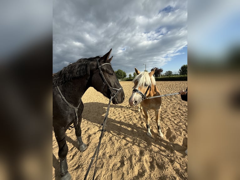 Sang-chaud lourd Hongre 4 Ans 167 cm Noir in Groß Quenstedt