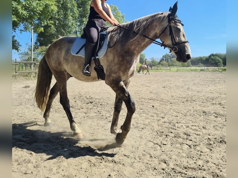 Sang-chaud lourd Hongre 4 Ans 168 cm Gris in Recklinghausen