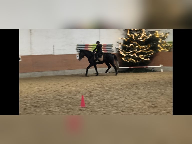 Sang-chaud lourd Hongre 4 Ans 168 cm Gris noir in Hannover