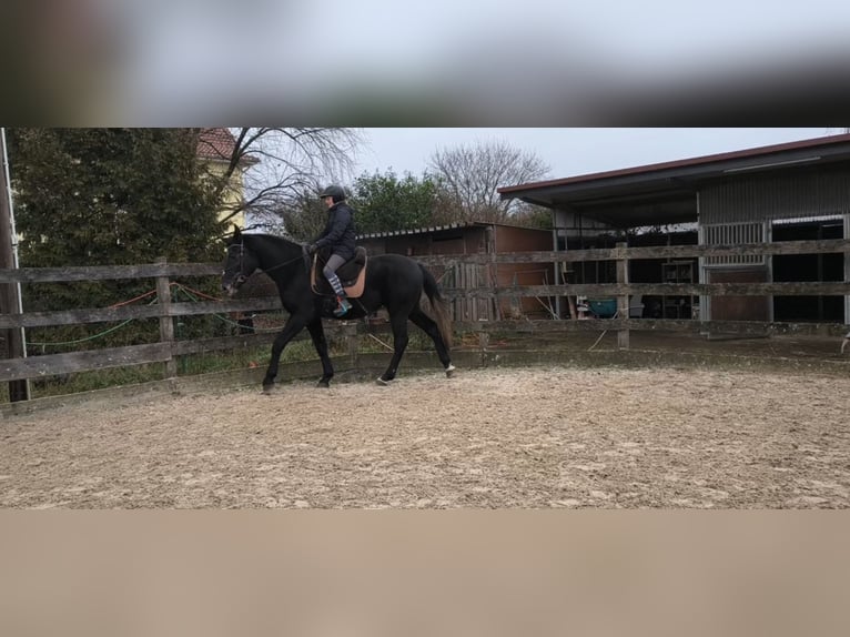 Sang-chaud lourd Hongre 4 Ans 168 cm Gris noir in Hannover