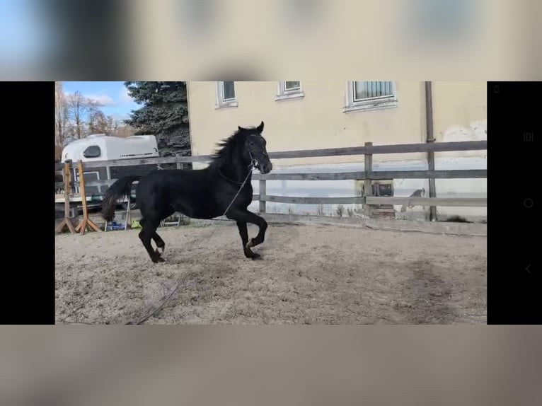 Sang-chaud lourd Hongre 4 Ans 168 cm Gris noir in Hannover