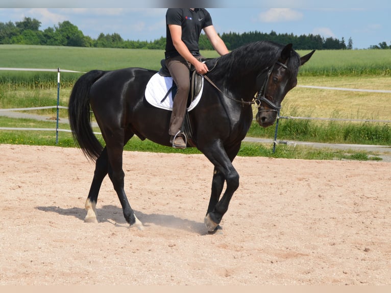 Sang-chaud lourd Hongre 4 Ans 169 cm Noir in Dischingen-Hofen