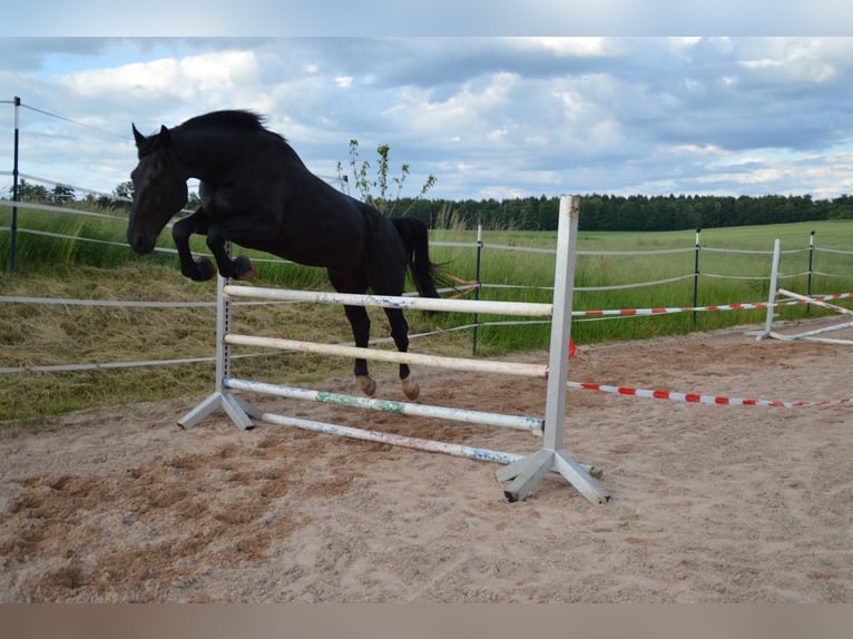 Sang-chaud lourd Hongre 4 Ans 169 cm Noir in Dischingen-Hofen