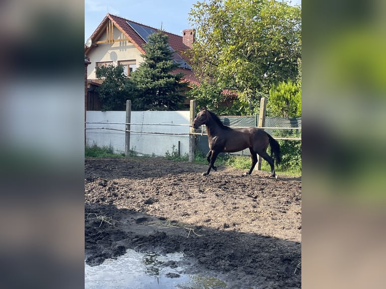 Sang-chaud lourd Hongre 4 Ans 170 cm Bai in Thießen