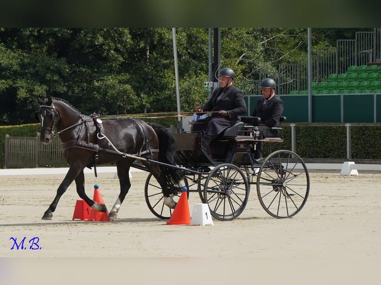 Sang-chaud lourd Hongre 4 Ans 170 cm Noir in Schorfheide