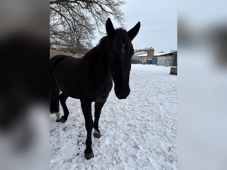 Sang-chaud lourd Hongre 4 Ans 172 cm Noir in Calbe